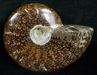Wide Cleoniceras Ammonite - Madagascar #5241-2